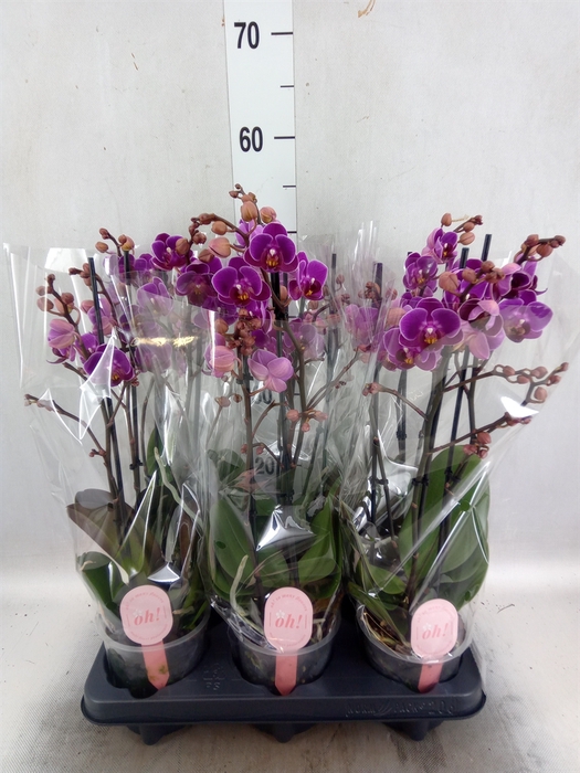 <h4>Phalaenopsis multi. 'Ant Merida'</h4>