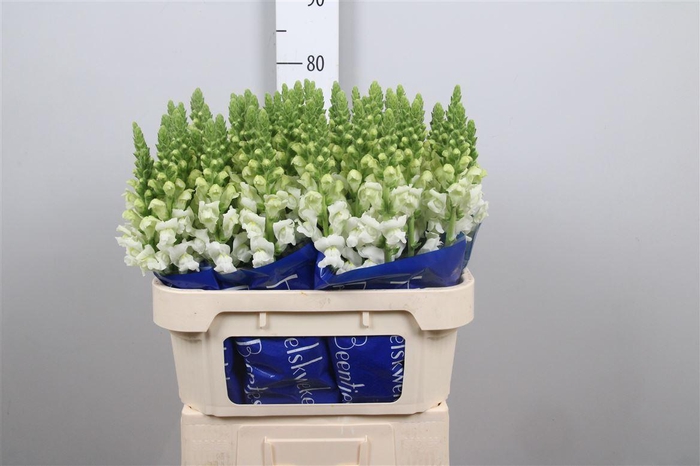 <h4>Antir Antibes White</h4>