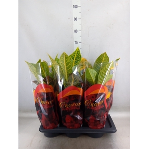Codiaeum var. GR 'Petra'