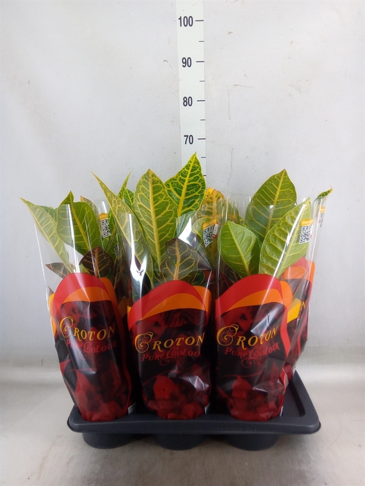 <h4>Codiaeum var. GR 'Petra'</h4>