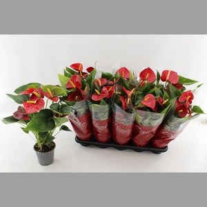 ANTHU AN SUCCESS RED