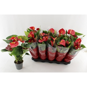 ANTHU AN SUCCESS RED