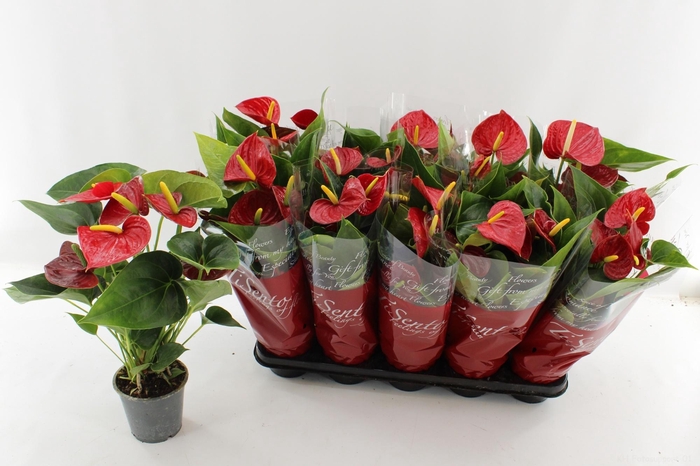 <h4>ANTHU AN SUCCESS RED</h4>