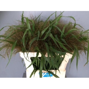 Panicum Firework Heemskerk