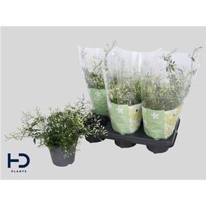 Jasm Polyanthum Wit 300+