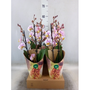 Phalaenopsis  'Corolla Beach'