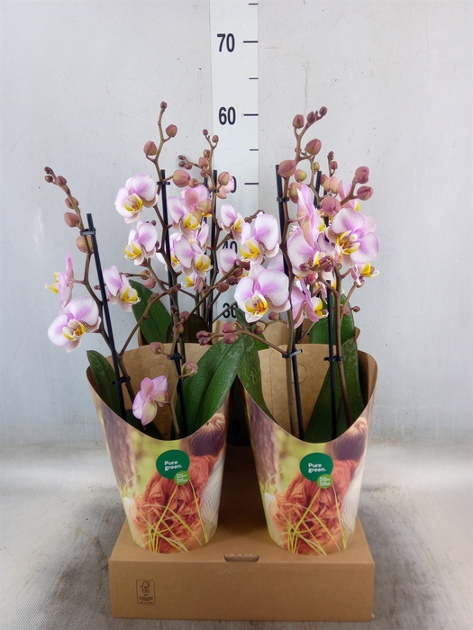 <h4>Phalaenopsis  'Corolla Beach'</h4>