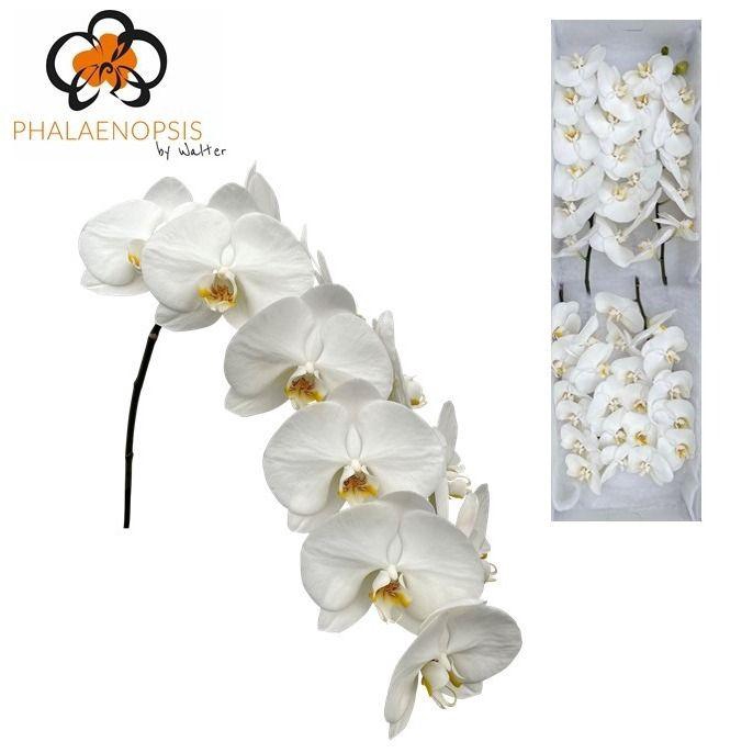 <h4>Phal Alba Royale x 45</h4>