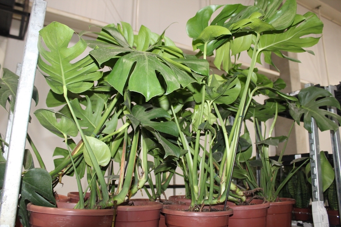 <h4>MONSTERA DELICIOSA P24</h4>