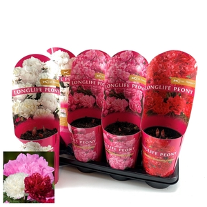 Paeonia 14 CM C2 Mix Longlife