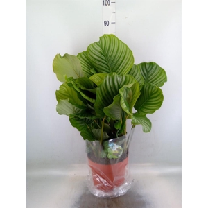 Calathea orbifolia