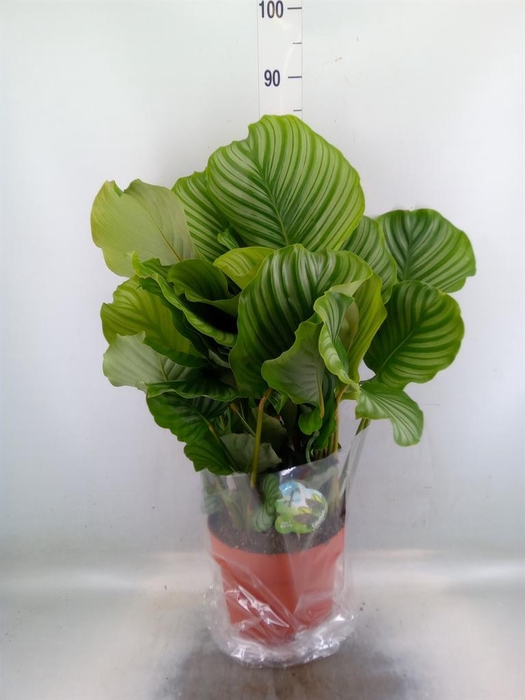 <h4>Calathea orbifolia</h4>