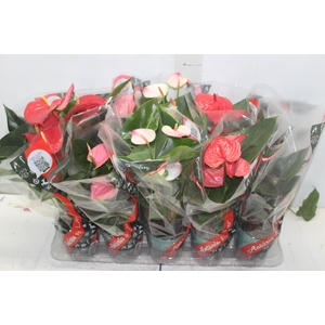 ANTHURIUM VARIADO P12