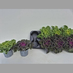 BRASSICA KRUL12