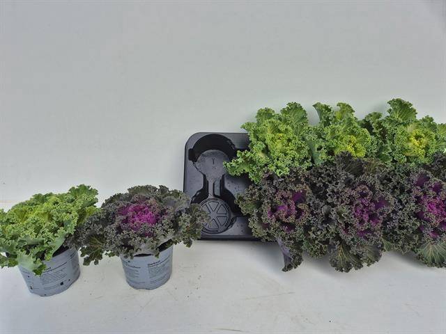 <h4>BRASSICA KRUL12</h4>