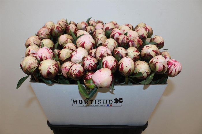<h4>Paeo L Reine Hortense Rose</h4>