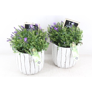 arr4 Outdoor JS - Ker. luxe campanula