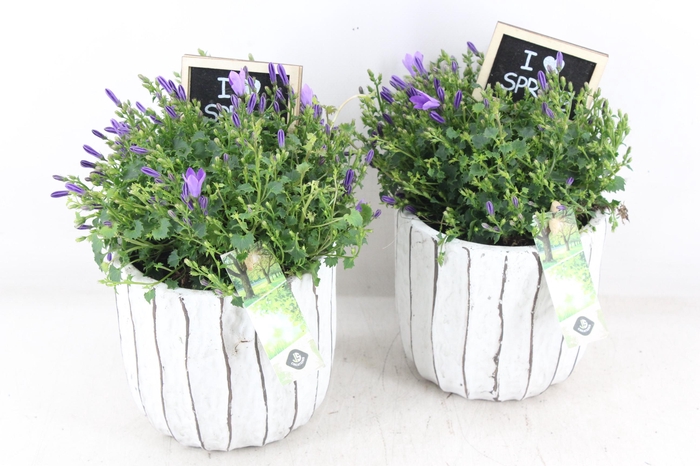 <h4>arr4 Outdoor JS - Ker. luxe campanula</h4>