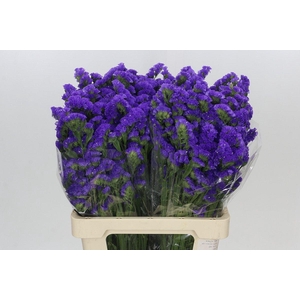 Limonium Sinuatum Blue Wings