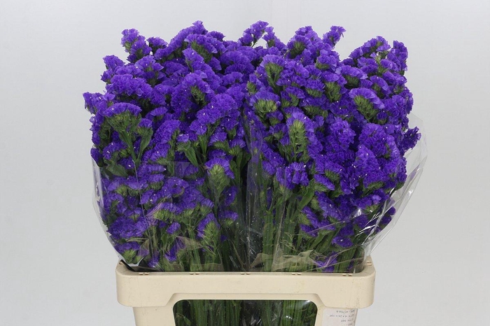 <h4>Limonium Sinuatum Blue Wings</h4>