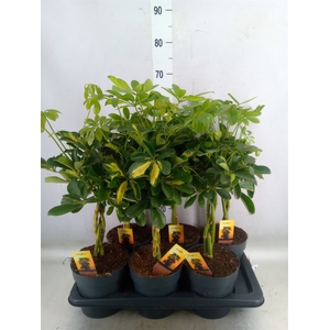 Schefflera arbor.   ...
