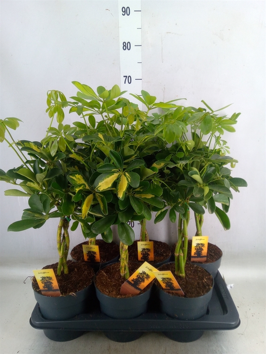<h4>Schefflera arbor.   ...</h4>