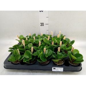 Peperomia obt. 'Green Gold'