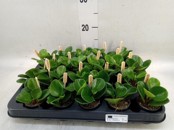 <h4>Peperomia obt. 'Green Gold'</h4>