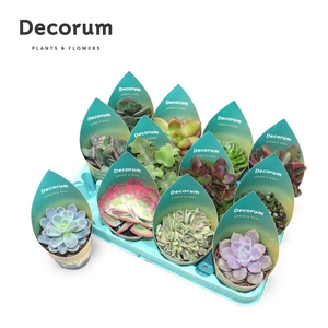 Succulenten Mix (12spc.) (decorum)
