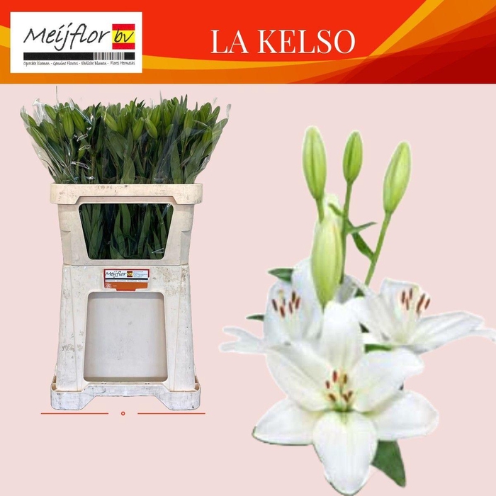 <h4>LI LA KELSO</h4>