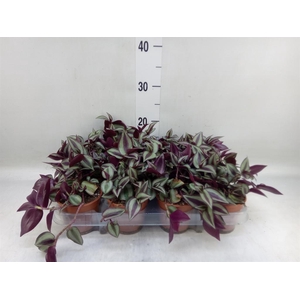 Tradescantia zebr. 'Violet Hill'