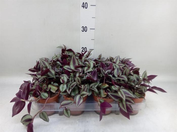 <h4>Tradescantia zebr. 'Violet Hill'</h4>