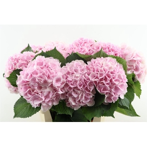 Hydr M Verena Pink 80-20