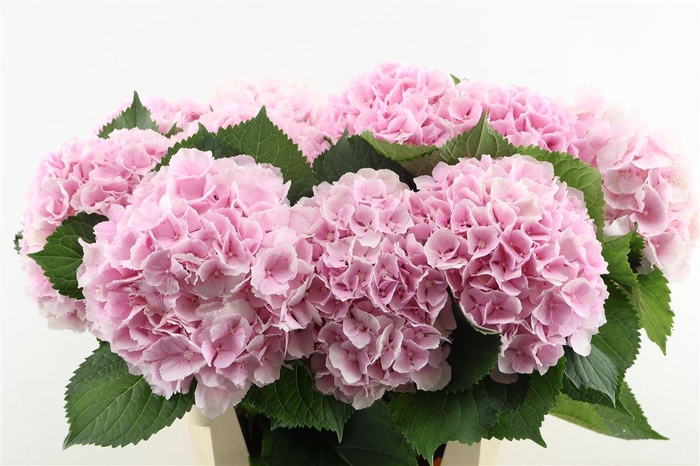 <h4>Hydr M Verena Pink 80-20</h4>