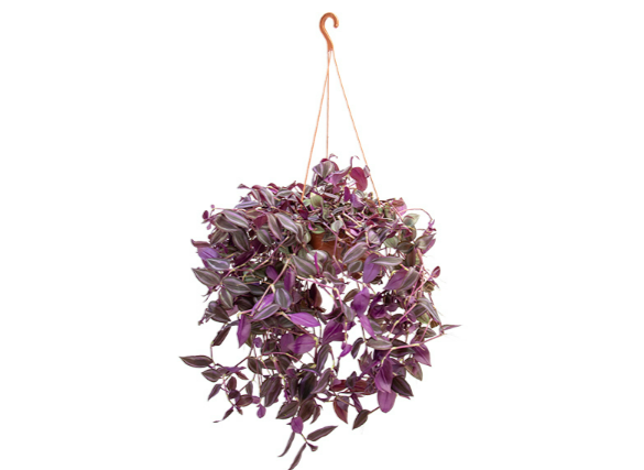 <h4>TRADESCANTIA ZEBRINA C21 ROXO</h4>