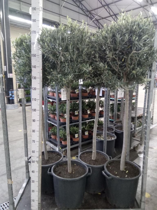 <h4>Olea europaea</h4>