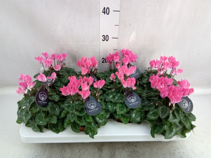 <h4>Cyclamen KL   ...patio</h4>