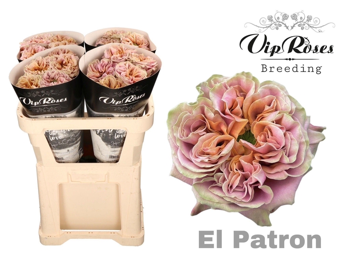 <h4>R GR EL PATRON</h4>