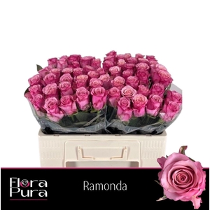Rosa a grande fleur Ramonda