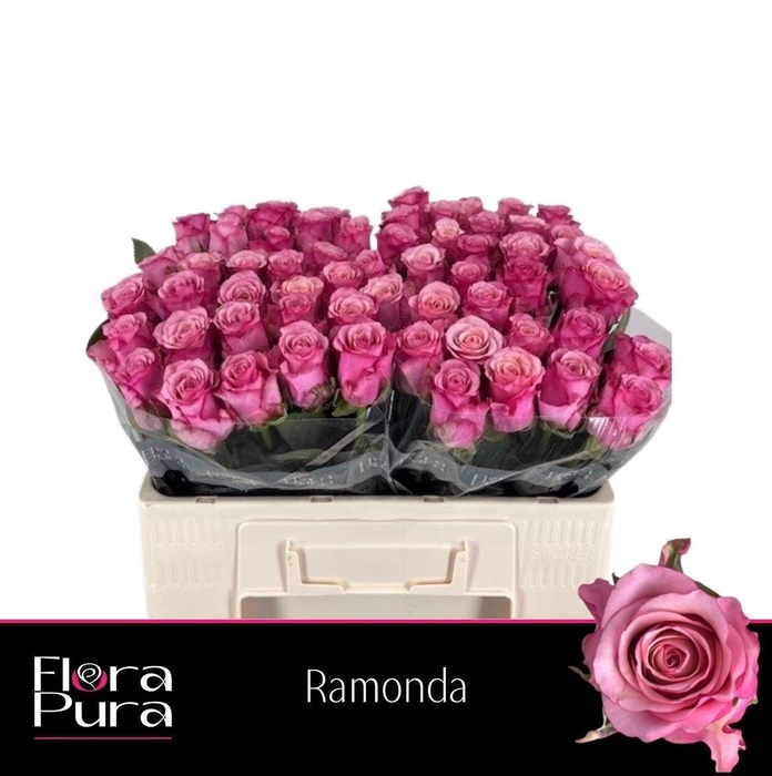 <h4>Rosa a grande fleur Ramonda</h4>