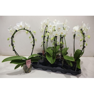 arr8 Phal An Glasgow Boog