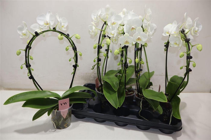 <h4>arr8 Phal An Glasgow Boog</h4>