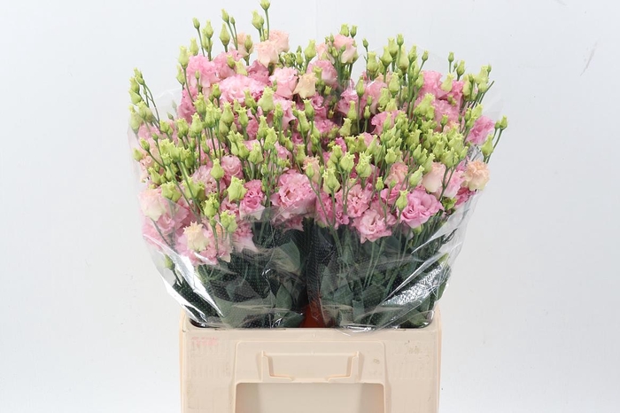 <h4>Eus G Alissa Pink</h4>