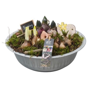 PTBM3786 Arrangement Flower Bulbs Mix in metalen schaal