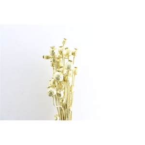 Dried Papaver Gold Bunch Slv