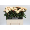 Paeonia Dr F.G. Brethour