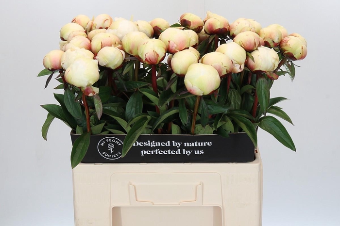 <h4>Paeonia Dr F.G. Brethour</h4>
