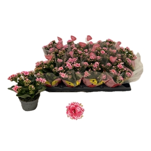 KAL GE ROSE FL ESME