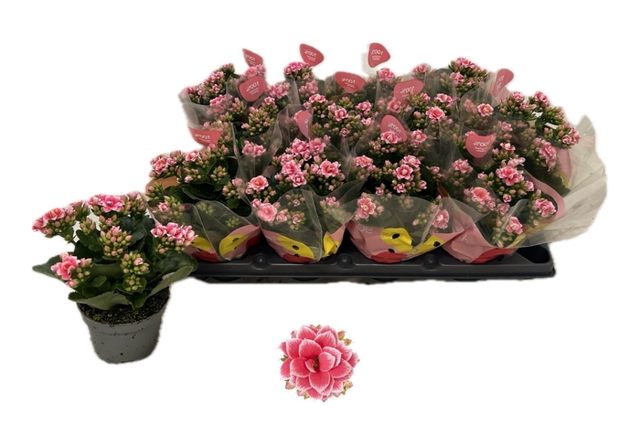 <h4>KAL GE ROSE FL ESME</h4>