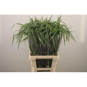 Siergras Panicum Fountain